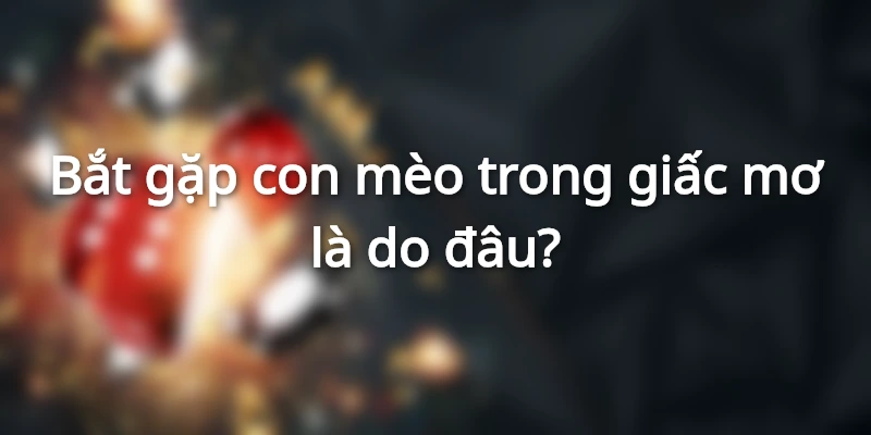Lý do chú mèo xuất hiện trong giấc mơ khiến người ta thắc mắc con mèo số mấy