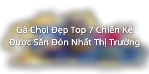 Gà Chọi Đẹp - Top 7 Chiến Kê Được Săn Đón Nhất Thị Trường