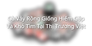 Gà Vảy Rồng - Giống Hiếm Gặp Và Khó Tìm Tại Thị Trường Việt